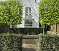 Carpinus betulus - Haagbeuk - 5