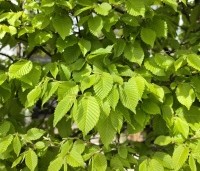 Carpinus betulus - Haagbeuk - 7