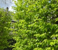 Carpinus betulus - Haagbeuk - 6