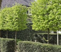 Carpinus betulus - Haagbeuk - 3