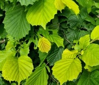 Corylus avellana 'Aurea' - Geelbladige hazelaar - voorjaar 2023 boshoek
