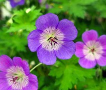 Geranium 'Rozanne'
