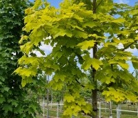 Acer plat. 'Princeton Gold' - Acer plat. 'Princeton Gold' - voorjaar