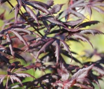Acer palmatum 'Trompenburg' rood-paars blad
