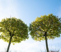 Acer platanoïdes 'Globosum'