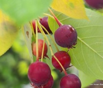 Amelanchier lamarckii bes