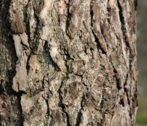 Pinus Sylvestris