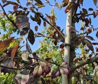Prunus padus 'Colorata' - Vogelkers - 3