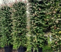 Trachelospermum jasminoides - Toscaanse jasmijn - 2