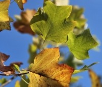 Liriodendron tulipifera - Tulpenboom - 5