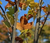 Liriodendron tulipifera - Tulpenboom - 4