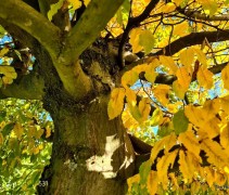 carpinus parasolboom