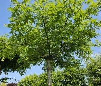 Quercus palustris - Moeraseik - vrije dakvorm