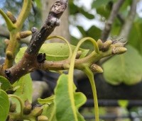 Juglans regia 'Plovdivski' - Walnoot 'Plovdivski' - bloei kegeltjes