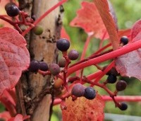 Parthenocissus tricuspidata 'Veitchii' - Wilde Wingerd Quickhedge - 18