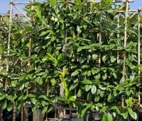Prunus laurocerasus 'Novita' - Laurierkers - 3