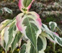Cornus kousa 'Summerfun' - Japanse grootbloemige kornoelje  - 1