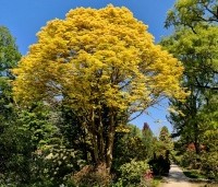 Acer pseud. 'Brilliantissimum'  meerstammige volwassen boom