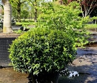 Prunus lusitanica 'Angustifolia' - Portugese laurier - 3