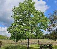 Tilia x europaea 'Euchlora' - Linde - 2