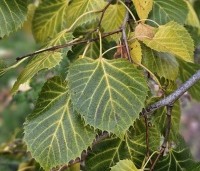 Tilia henryana - Chinese linde - 1