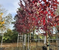 Prunus cerasifera 'Nigra' - Roodbladige kerspruim - 1