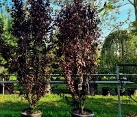 Prunus cerasifera 'Nigra' - Roodbladige kerspruim - meerstammen