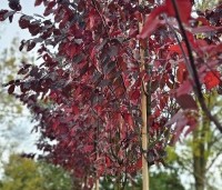 Prunus cerasifera 'Nigra' - Roodbladige kerspruim - 2