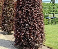 Fagus sylvatica 'Atropunicea' - Rode beuk - 1