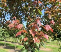 Acer rubrum 'Summer Red'  - Amerikaanse Esdoorn - 2