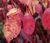 Cornus alba 'Sibirica' - Kornoelje 'Sibirica' - 1