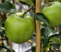 Malus dom. 'Jonagold' - Malus dom. 'Jonagold' - 3
