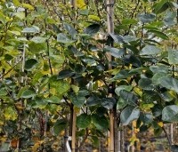 Diospyros 'Nikita's Gift' - Kaki boom 'Nikita's Gift' - 1