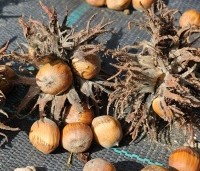 Corylus colurna - Turkse hazelaar - 2