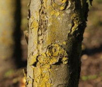 Malus domestica 'Elstar'   (stam 20 jarige boom)