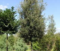 Quercus ilex hoogstam