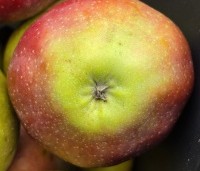 Malus dom. 'Gloster' - Malus dom. 'Gloster' - 3