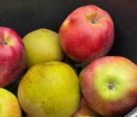 Malus dom. 'Gloster' - Malus dom. 'Gloster' - 2