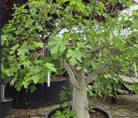 Ficus carica 'Brown Turkey' - Vijg 'Brown Turkey' - 1