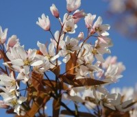 Amelanchier arborea 'Robin Hill' - Amerikaans krentenboompje - 7