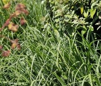 Miscanthus sinensis 'Kleine Silberspinne' - Prachtriet 'Kleine Silberspinne' -