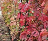Parthenocissus tricuspidata 'Veitchii' - Wilde Wingerd Quickhedge - 12
