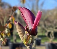 Magnolia 'March Till Frost' - Magnolia 'March Till Frost' - 1