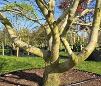 Magnolia 'Susan' - Beverboom - 1