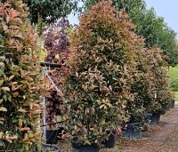 Photinia fraseri 'Red Robin'  - Glansmispel - 1