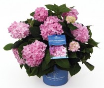 Hydrangea Endless summer roze