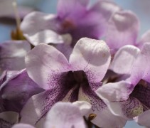Paulownia tomentosa