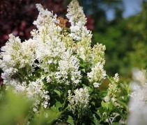Syringa villosae 'Agnes Smith'