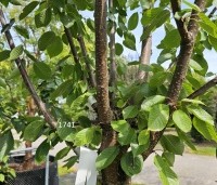 Prunus avium 'Sunburst' - Prunus avium 'Sunburst' - 4