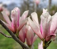 Magnolia 'Heaven Scent'  - Beverboom - maart 2024